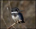 _7SB4745 belted kingfisher